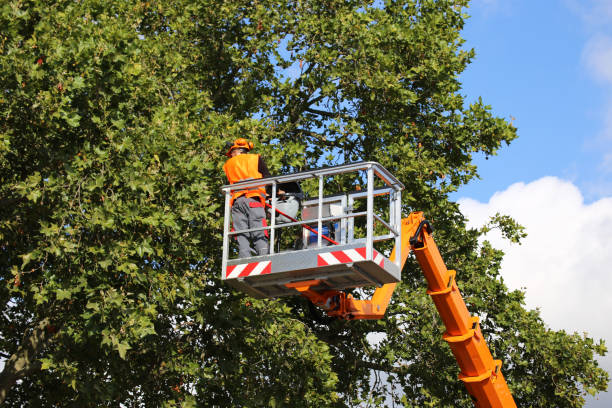 Trusted Mount Hermon, VA Tree Removal and Landscaping Services Experts